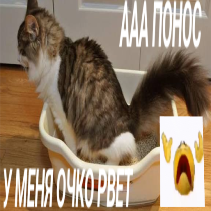 помидор