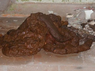 Какашка меняющая сознание