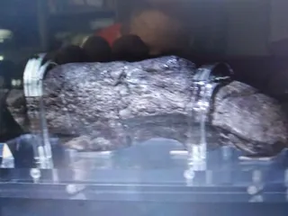 Самая большая какашка в мире