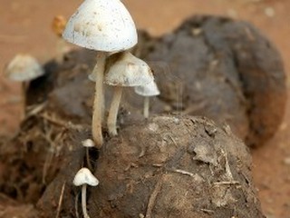 вегетарианская