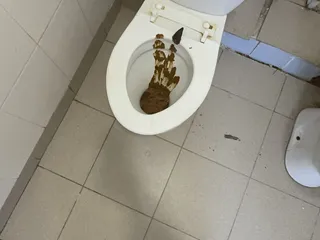 синьуэ