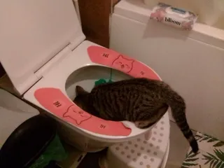 Мой кот