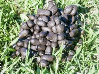кАпИбАрА