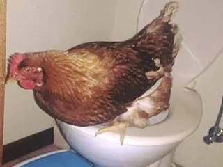 Курица срет