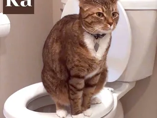 какий