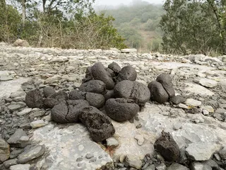 лошадиные какашки