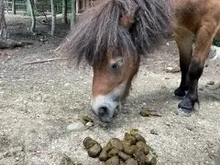 Пони ест говно!