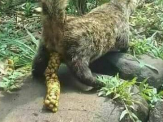 Животное срет кофем