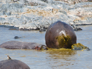 Бегемот срал на всех