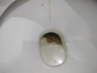 Самая большая