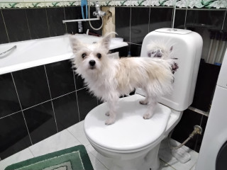 ЧИП