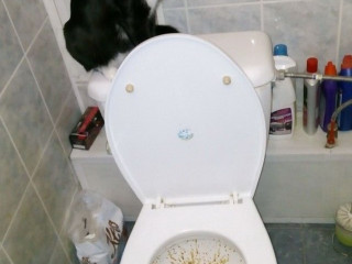 Кфс