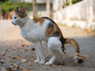 Срущий кот