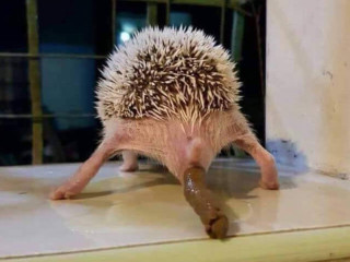 Ёжик срет