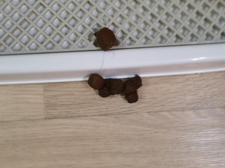 Какашкаволосашка
