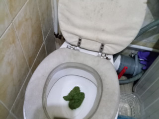 ЗиЛёНУе ГаВНО