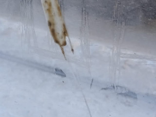 Дристня голубя