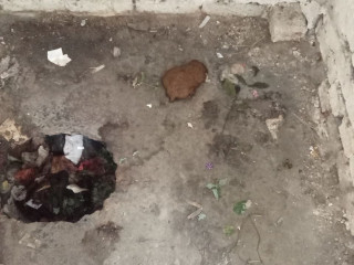 Куча поноса в подворотне