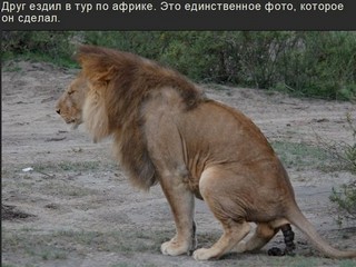 Срущий Лев, привет друзьям из Африки.