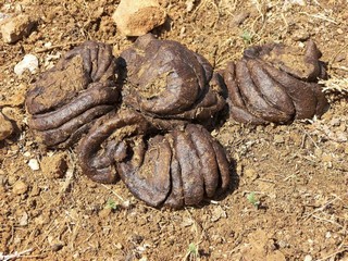Какашки от козы с марса